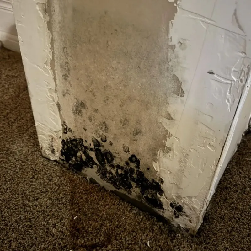 Professional Mold Removal in Lake Monticello, VA
